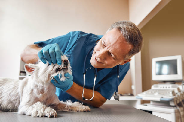 Best Emergency Dentist for Knocked-Out Tooth in Pumpkin Center, NC